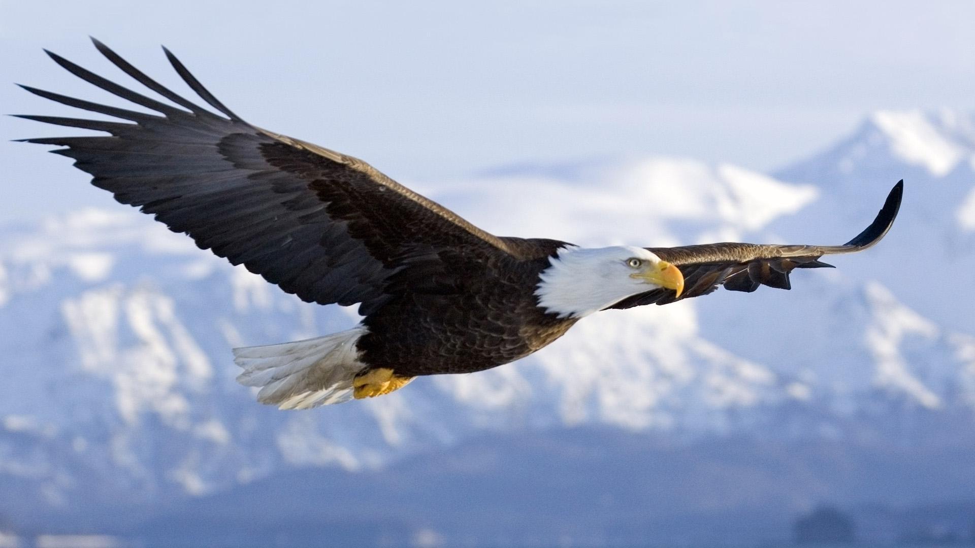 A majestic eagle in flight